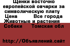 Щенки восточно европейской овчарки за символическую плату › Цена ­ 250 - Все города Животные и растения » Собаки   . Томская обл.